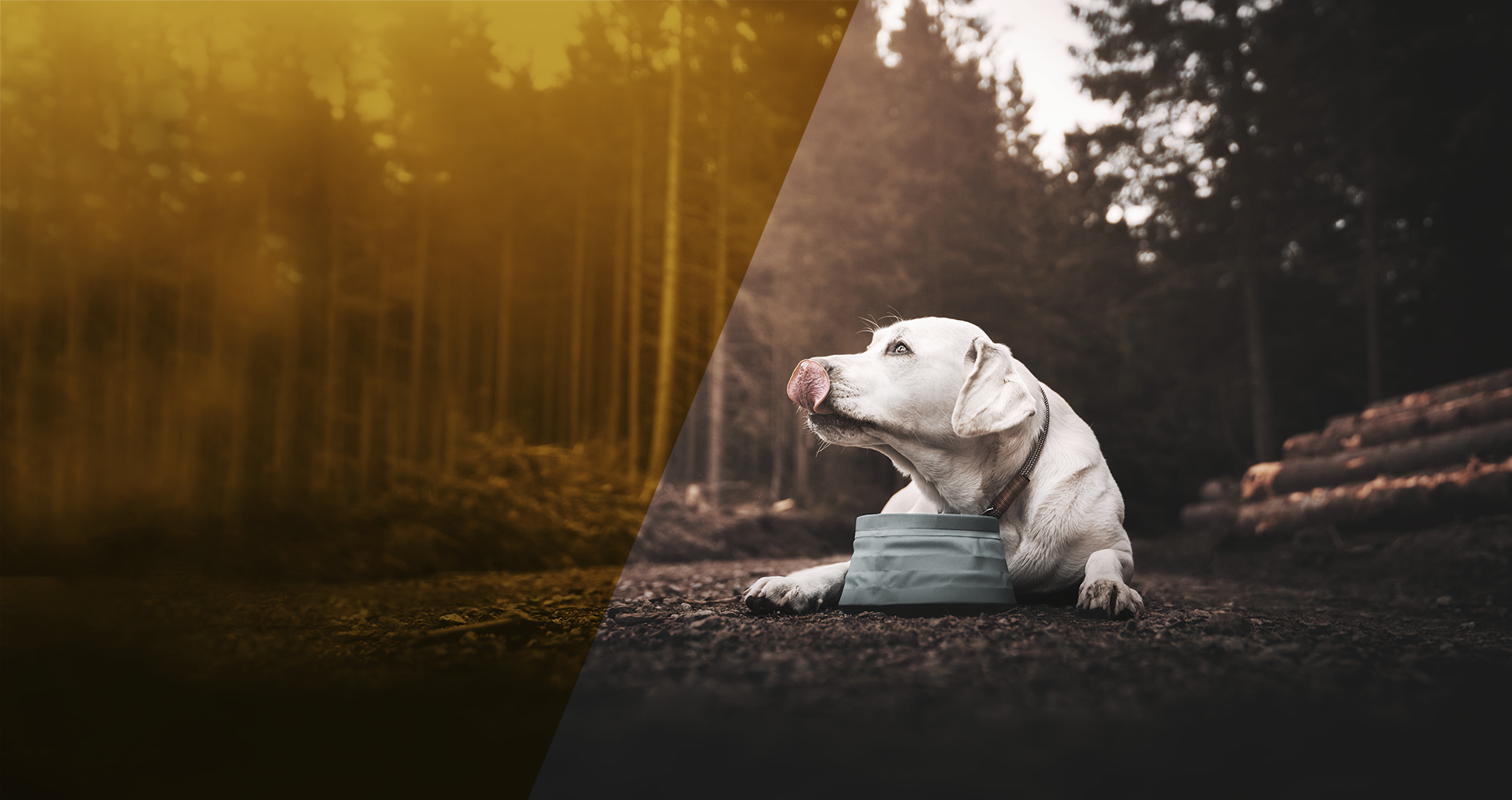 A white dog laying down in nature with a food bowl.