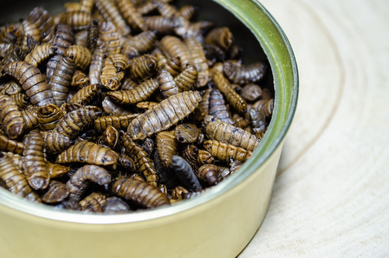 A bowl of black soldier fly larvae.